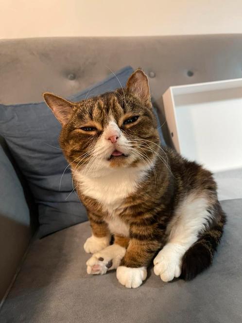 Kattenopvang bij mij thuis (Catsitting), Diensten en Vakmensen, Dieren | Katten | Verzorging, Oppas en Les