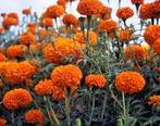 Tagetes Erecta Tall Hawaii - Reuze Afrikaantje, Tuin en Terras, Bloembollen en Zaden, Voorjaar, Zaad, Verzenden, Volle zon