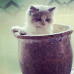 De allerliefste Ragdoll kittens 💞, Meerdere dieren, Gechipt, 0 tot 2 jaar