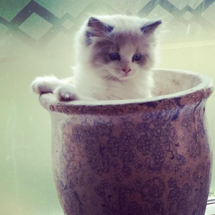 De allerliefste Ragdoll kittens 💞, Dieren en Toebehoren, Katten en Kittens | Raskatten | Langhaar, Meerdere dieren, 0 tot 2 jaar