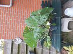 Mooi Monstera voor binnen (groot), Tuin en Terras, Planten | Bomen, Bloeit niet, Overige soorten, Minder dan 100 cm, Ophalen