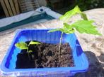 plantjes, stekjes, Volle zon, Vaste plant, Zomer, Ophalen