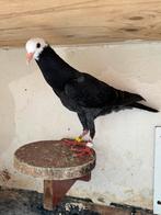 Jonge duif te koop, Dieren en Toebehoren, Vogels | Duiven