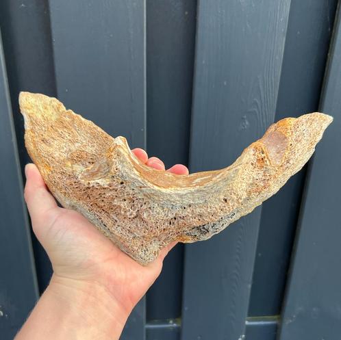 mammoet kin kaak fossiel, Verzamelen, Mineralen en Fossielen, Fossiel, Ophalen of Verzenden