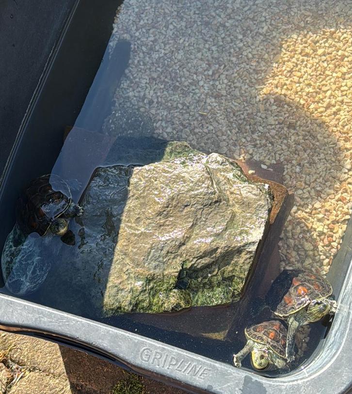 Te koop, waterschildpadden Mauremys sinensis