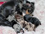 Lieve dwergteckel pups zoeken een nieuw gezin., Dieren en Toebehoren, Honden | Teckels en Dashonden, CDV (hondenziekte), 8 tot 15 weken