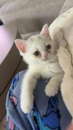 Kitten te koop half perzisch half britse korthaar, Dieren en Toebehoren, Poes, Ontwormd, 0 tot 2 jaar