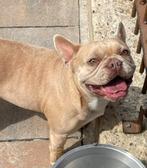 Franse bulldog (GASTENGEZIN)gezonde richtlijn met neusje, Dieren en Toebehoren, Honden | Bulldogs, Pinschers en Molossers, Rabiës (hondsdolheid)