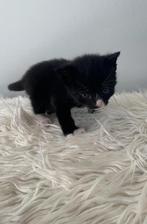 Kitten, Dieren en Toebehoren, Katten en Kittens | Overige Katten, Meerdere dieren, Kortharig, 0 tot 2 jaar