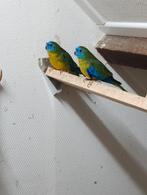 Turquoisine parkieten wildkleur, Dieren en Toebehoren, Meerdere dieren, Parkiet, Geringd