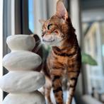2 lieve katers, Dieren en Toebehoren, Katten en Kittens | Overige Katten, Kater
