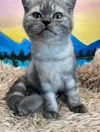 Britse korthaar kittens mogen gelijk mee, Dieren en Toebehoren, Katten en Kittens | Raskatten | Korthaar, Meerdere dieren, 0 tot 2 jaar
