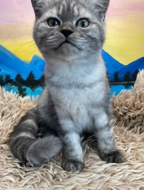Britse korthaar kittens mogen gelijk mee, Dieren en Toebehoren, Katten en Kittens | Raskatten | Korthaar, Meerdere dieren, 0 tot 2 jaar