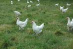 Raszuivere poule de Bresse Hennen, Vrouwelijk, Kip