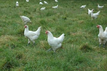 Raszuivere poule de Bresse Hennen  beschikbaar voor biedingen