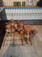 VIZSLA DRAADHAAR PUPS, Dieren en Toebehoren, Honden | Setters en Staande honden, Overige rassen, CDV (hondenziekte), 8 tot 15 weken