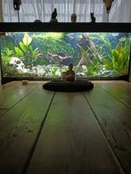 Aquarium Juwel rio 240liter, Dieren en Toebehoren, Ophalen of Verzenden, Zo goed als nieuw, Gevuld zoetwateraquarium