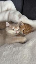Prachtige Britse Kortharen kittens, Dieren en Toebehoren, Katten en Kittens | Raskatten | Korthaar, Meerdere dieren, Gechipt