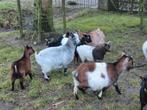 Dwerg geiten te koop, Dieren en Toebehoren, Vrouwelijk, Geit, 3 tot 5 jaar