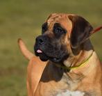 boerboel - 20 monte - breed female  SABBS- registr, Overige rassen, 1 tot 2 jaar, Teef, Parvo