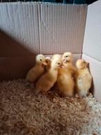 6 witte kwaker eenden kuikens te koop, Dieren en Toebehoren, Pluimvee, Geslacht onbekend, Eend