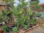 Palmbomen diverse soorten/maten: gratis bezorgd om H'sum, Volle zon, Ophalen of Verzenden, 100 tot 250 cm, Zomer