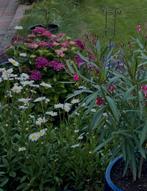 Hortensia 3 stuks donkerpaars (zie foto), Ophalen, Overige soorten, Halfschaduw