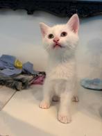 Kitten Turkse-Van kruising (kater), Poes, 0 tot 2 jaar