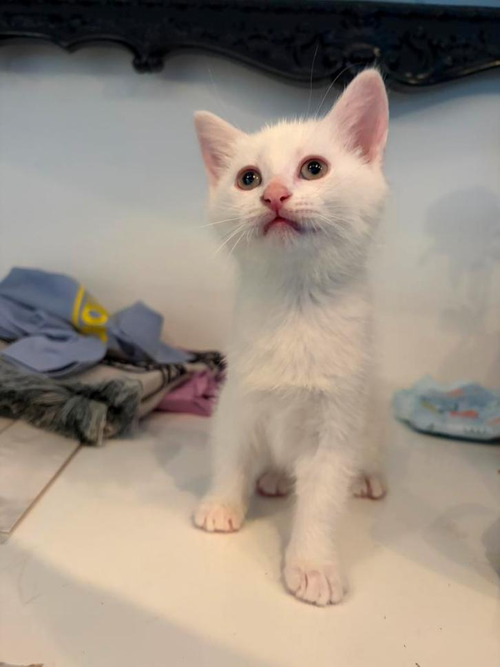 Kitten Turkse-Van kruising (kater), Dieren en Toebehoren, Katten en Kittens | Raskatten | Korthaar, Poes, 0 tot 2 jaar