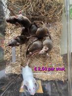 Voermuizen (diverse maten), Dieren en Toebehoren
