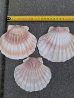 Sint Jacobsschelpen, Ophalen of Verzenden, Nieuw