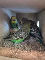 Jonge parkietjes van foto 1 en foto 5 kunnen weg, Dieren en Toebehoren, Vogels | Parkieten en Papegaaien, Meerdere dieren, Parkiet
