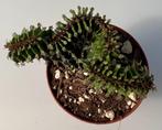 Euphorbia Triangularis Cristata, Huis en Inrichting, Kamerplanten, Ophalen of Verzenden, Vetplant