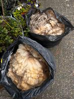 2 x wol vacht van border Leicester schapen., Ophalen, Zo goed als nieuw, Spinwol