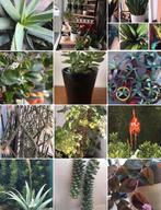 Biologische kamerplanten stekjes - diverse soorten, Overige soorten, In pot, Minder dan 100 cm, Bloeiende kamerplant