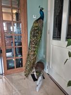 Opgezette pauw koppel hen en haan, Verzamelen, Ophalen, Nieuw, Vogel, Opgezet dier