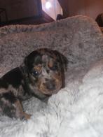 laag benige jack russel merle reutje, HCC (leverziekte), Reu, 8 tot 15 weken, Eén hond