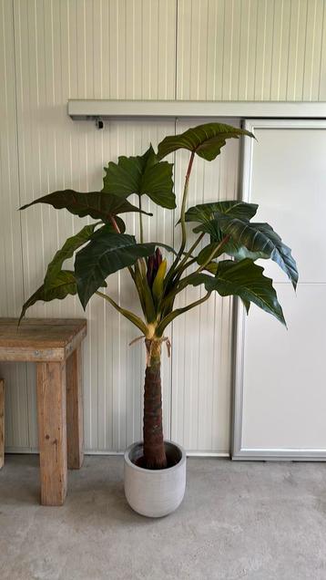 Geweldige kunst plant  beschikbaar voor biedingen
