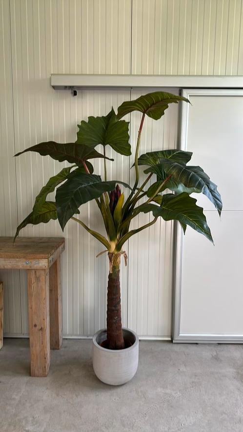 Geweldige kunst plant, Huis en Inrichting, Kamerplanten, Overige soorten, Ophalen of Verzenden