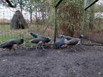 Pauwen, Dieren en Toebehoren, Meerdere dieren, Overige soorten
