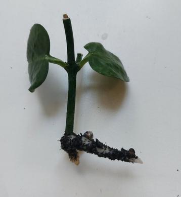 Ceropegia sandersonii (Parachute Plant)gewortelde stek beschikbaar voor biedingen