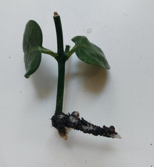 Ceropegia sandersonii (Parachute Plant)gewortelde stek, Huis en Inrichting, Kamerplanten, Vetplant, Minder dan 100 cm, Bloeiende kamerplant
