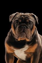 New English bulldog dekreu, Dieren en Toebehoren, België, Fokker | Hobbymatig, Rabiës (hondsdolheid), Reu