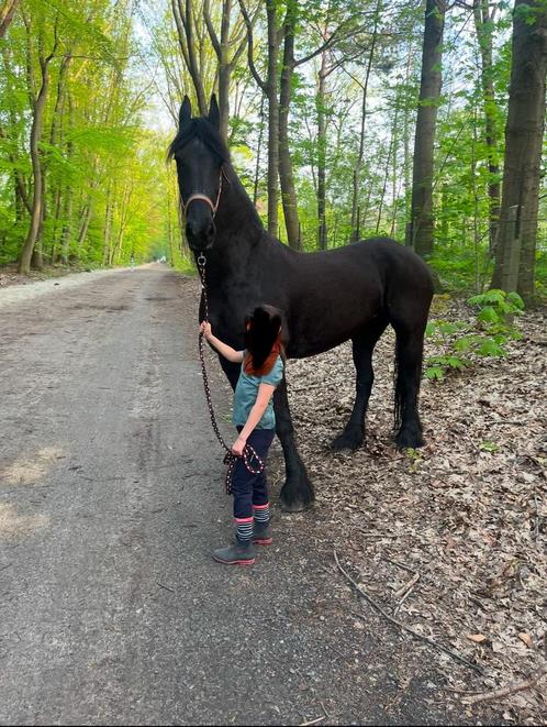 Fries paard / stermerrie, Dieren en Toebehoren, Paarden, Merrie, Zadelmak, 160 tot 165 cm, 11 jaar of ouder, Recreatiepaard, Met stamboom