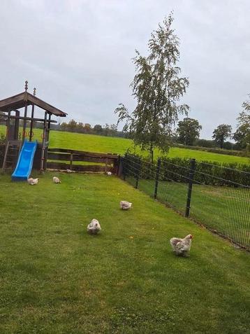 Kippen beschikbaar voor biedingen