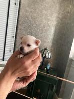 Chihuahua pups, Dieren en Toebehoren, Honden | Chihuahua's en Gezelschapshonden, Meerdere, Meerdere dieren, Chihuahua, Nederland