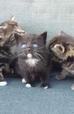 Hele aanhankelijke kittens van Mainecoonpoes, Dieren en Toebehoren, Katten en Kittens | Overige Katten, Meerdere dieren, 0 tot 2 jaar