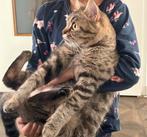 Britse korthaar poes, Dieren en Toebehoren, Meerdere dieren, Ontwormd