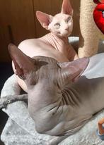 Te koop: 2 lieve Sphynx katten – unieke haarloze schoonheid, Poes, Gechipt, 0 tot 2 jaar
