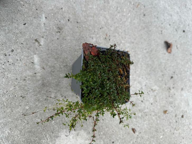 Thymus Praecox Coccineus - Rode Tijm Bodembedekker, Tuin en Terras, Planten | Tuinplanten, Vaste plant, Bodembedekkers, Volle zon